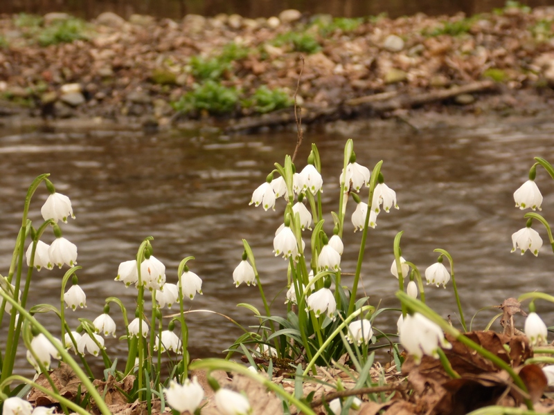 Le campan...elle di Primavera .